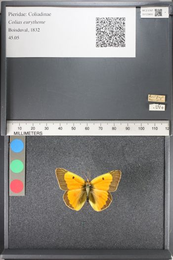 Media type: image;   Entomology 123800